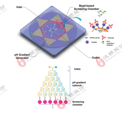 微流控濃度梯度芯片在高通量藥物篩選領域應用