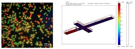 3.基于微膠囊包被的單細胞分選與培養(yǎng)
