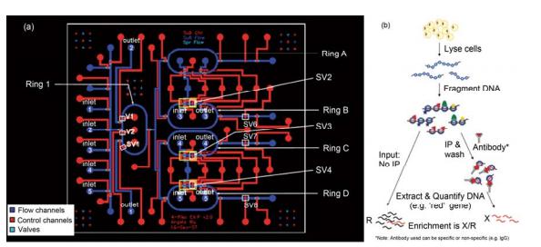 集成微流控芯片對 2000 個左右細胞進行染色質免疫沉淀的研究[22] (a) 芯片設計結構示意圖, 4 個環形管路設計可以在一次實驗中對 4 組樣品平行測定; (b) 染色質免疫沉淀的基本過程示意圖