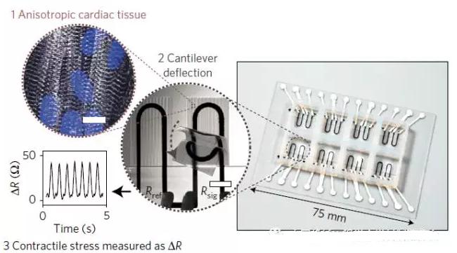 集成傳感系統的心臟器官芯片設計