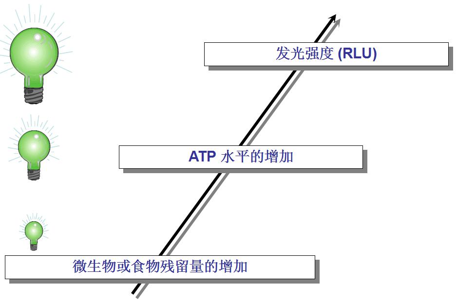 5.ATP與食物和微生物的關系