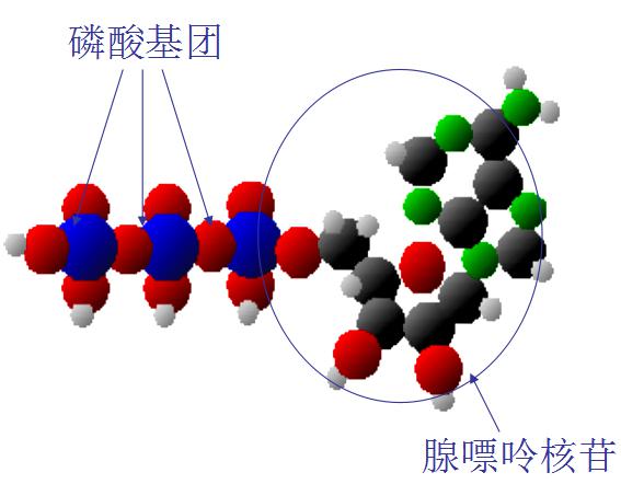 ATP熒光檢測儀原理及應用
