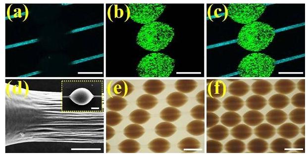 微載體在纖維上可滑動的特性所展示的同一組微纖維上的載體分散、堆疊狀態下的光鏡圖 微載體在纖維上可滑動的特性所展示的同一組微纖維上的載體分散、堆疊狀態下的光鏡圖