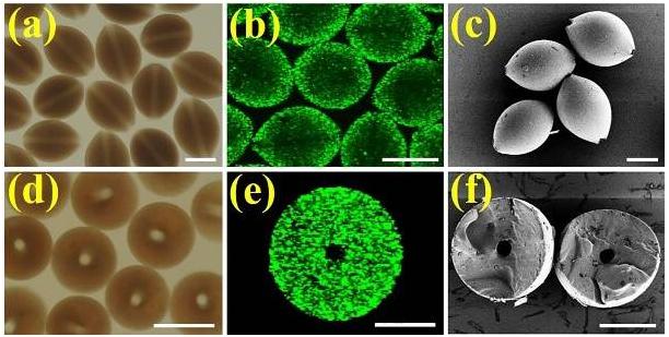 微載體表征 微載體表征