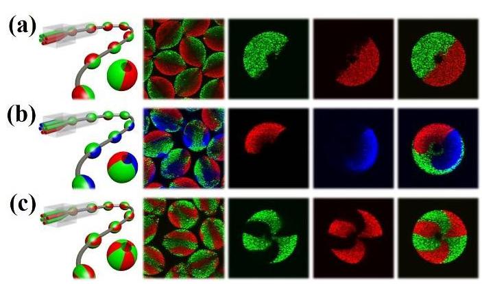 多組分微載體的微流控制備示意圖和共聚焦表征 多組分微載體的微流控制備示意圖和共聚焦表征