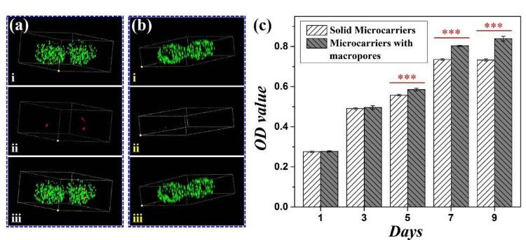 6.大孔微載體與實心微載體對包裹的細胞活性的比較 6.大孔微載體與實心微載體對包裹的細胞活性的比較