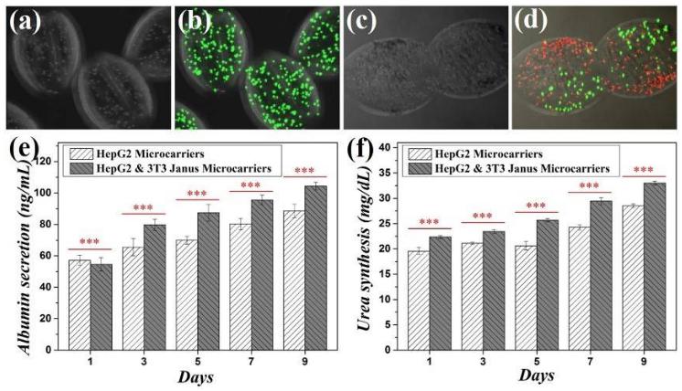 兩組分微載體在細胞共培養方面的研究 兩組分微載體在細胞共培養方面的研究