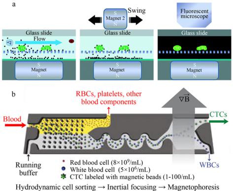  (a)尺寸過濾+免疫磁力分選[50]和(b)確定性側向偏移+慣性+磁性分選多級分選結構