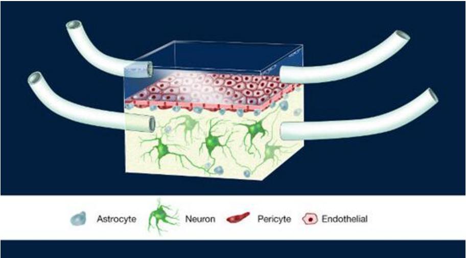 神經血管單元(Illustration of the NeuroVascular Unit, NVU)芯片圖例,這是一款人類血腦屏障模型。多孔膜分離了大腦建模腔室和代表周圍血管系統的腔室 神經血管單元(Illustration of the NeuroVascular Unit, NVU)芯片圖例,這是一款人類血腦屏障模型。多孔膜分離了大腦建模腔室和代表周圍血管系統的腔室