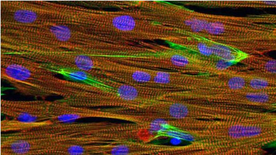 芯片上實驗小白鼠心臟組織的顯微圖像,心肌細胞(紅色)、細胞核(藍色)和肌動蛋白(綠色) 芯片上實驗小白鼠心臟組織的顯微圖像,心肌細胞(紅色)、細胞核(藍色)和肌動蛋白(綠色)