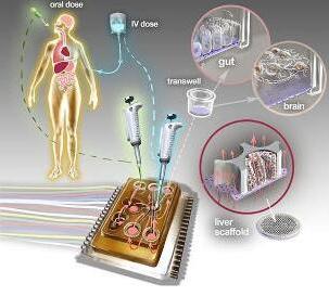 人體芯片的藝術表現接近于體外生物學,生物工程設備培養了許多能夠代表每個器官最小功能單元的3D組織培養 人體芯片的藝術表現接近于體外生物學,生物工程設備培養了許多能夠代表每個器官最小功能單元的3D組織培養