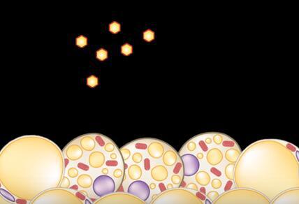 微針貼片助燃皮下脂肪,或讓坐著減肥成現實!