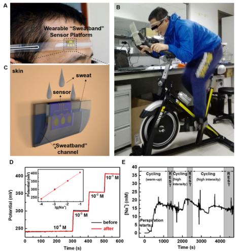 圖2.（A）、（B）和（C）為可穿戴“導(dǎo)汗帶”汗液傳感器設(shè)備的照片和示意圖；（D）汗液傳感器芯片在穿戴前和穿戴后對(duì)不同濃度標(biāo)準(zhǔn)Na＋溶液的校準(zhǔn)曲線；（E）為汗液傳感器在人體上運(yùn)動(dòng)過程中實(shí)時(shí)連續(xù)監(jiān)測(cè)汗液中Na＋濃度變化的曲線圖。
