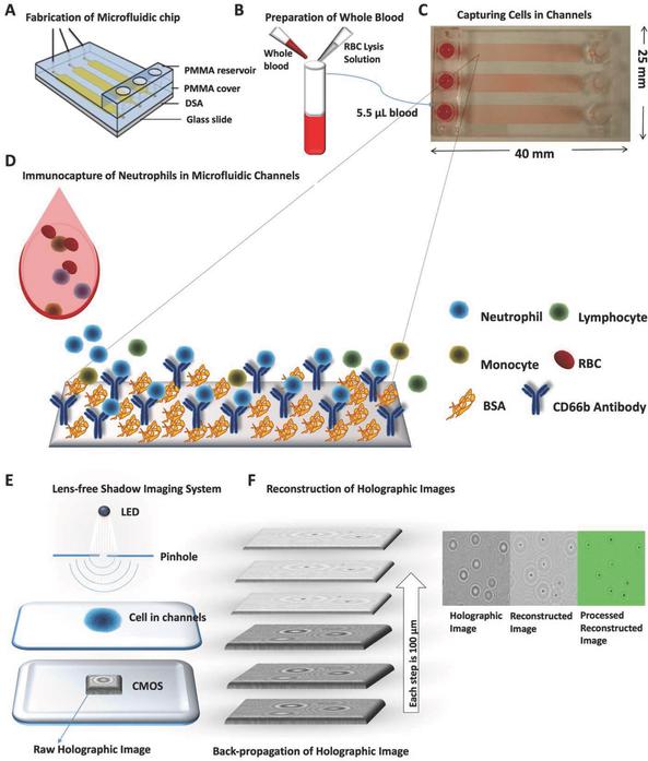監控血液中嗜中性粒細胞數量的新方法