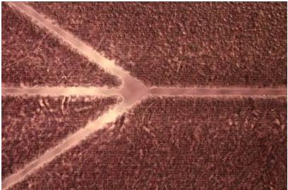 噴涂在透明聚合物材料上的蠟層(充當紫外曝光制作微流控芯片的掩膜板) 噴涂在透明聚合物材料上的蠟層(充當紫外曝光制作微流控芯片的掩膜板)