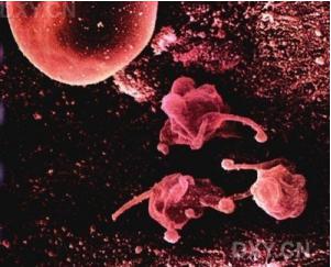 用于組織細胞培養的常規實驗室設備 用于組織細胞培養的常規實驗室設備