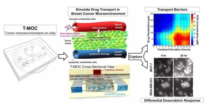 精準醫療的有力工具——微流體裝置,模擬癌癥治療與動物研究同樣有效 精準醫療的有力工具——微流體裝置,模擬癌癥治療與動物研究同樣有效