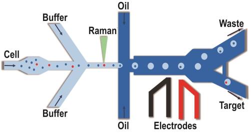 拉曼激活單細胞液滴分選（RADS）系統(tǒng)示意圖