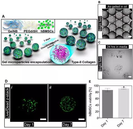 將細胞封裝進微凝膠中