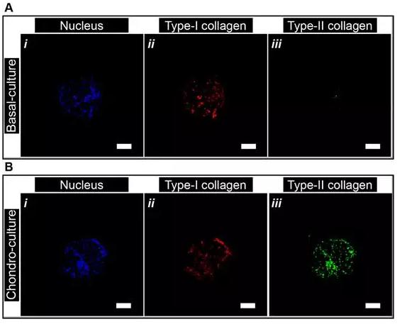微流控封裝人間充質干細胞用于關節軟骨組織工程
