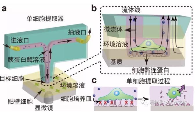 用于單細胞研究的探針式微流控芯片示意圖及工作原理 用于單細胞研究的探針式微流控芯片示意圖及工作原理