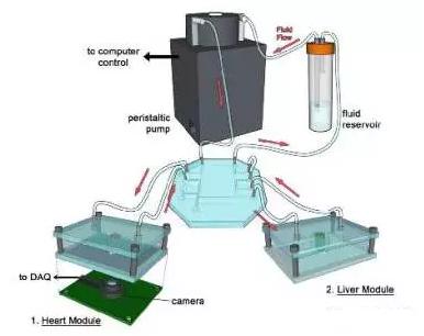 3D打印技術(shù):多器官微流控芯片 3D打印技術(shù):多器官微流控芯片