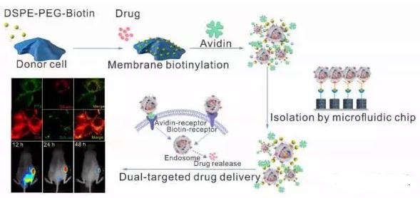 經雙配體化學編輯的外泌體在微流控純化后可有效靶向遞送藥物至腫瘤細胞