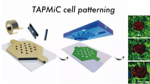 使用膠帶作為微流控芯片模具實現細胞圖案化 使用膠帶作為微流控芯片模具實現細胞圖案化