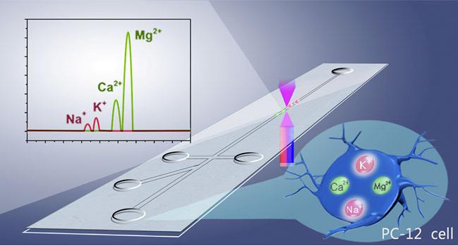 圖1. 基于微流控系統的單個PC-12細胞內Na+、K+、Mg2+、Ca2+的同時測定原理圖