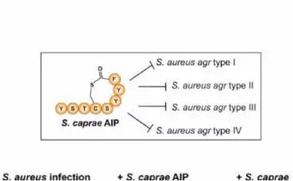 皮膚上常駐 vs 病原葡萄球菌的競爭模式