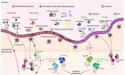 腸道菌群在多發性硬化中的作用