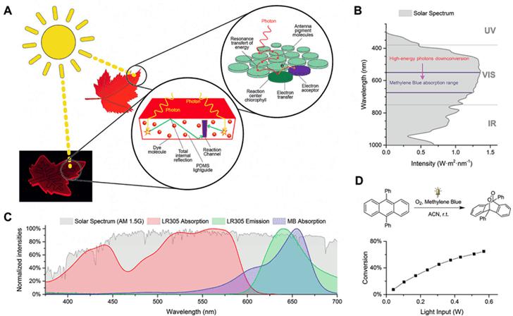 圖1. A.仿葉片微流控光催化裝置的工作原理;B和C.甲基藍(lán)(MB)與LR305熒光染料的吸收光譜在太陽光譜中的位置;D. 9,10-二苯基蒽在單線態(tài)氧下的環(huán)化加成反應(yīng)。圖片來源:Angew. Chem. Int. Ed. 圖1. A.仿葉片微流控光催化裝置的工作原理;B和C.甲基藍(lán)(MB)與LR305熒光染料的吸收光譜在太陽光譜中的位置;D. 9,10-二苯基蒽在單線態(tài)氧下的環(huán)化加成反應(yīng)。圖片來源:Angew. Chem. Int. Ed.