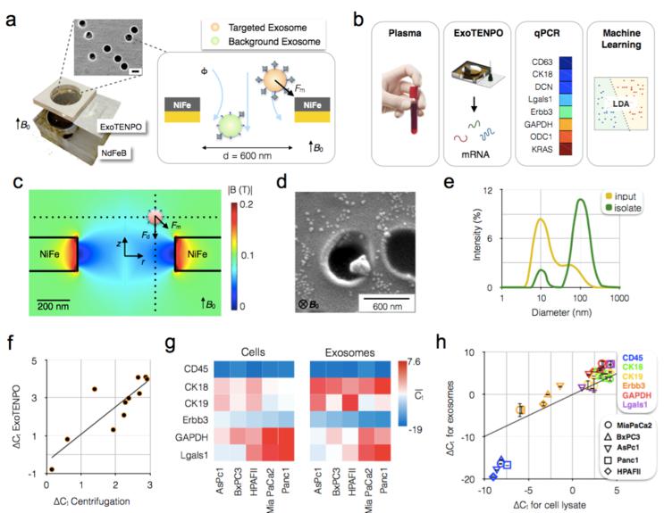 基于ExoTENPO的外泌體捕獲 基于ExoTENPO的外泌體捕獲