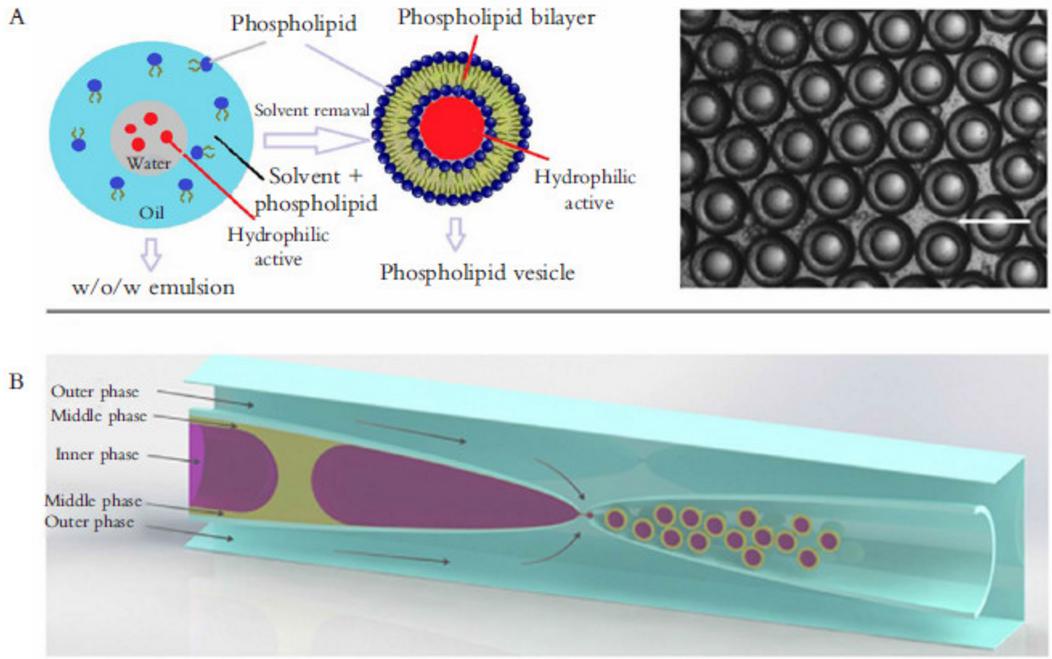 圖 3 液滴微流控應用于藥物遞送與釋放 圖 3 液滴微流控應用于藥物遞送與釋放
