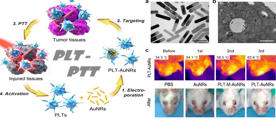 腫瘤細胞治療策略和效果