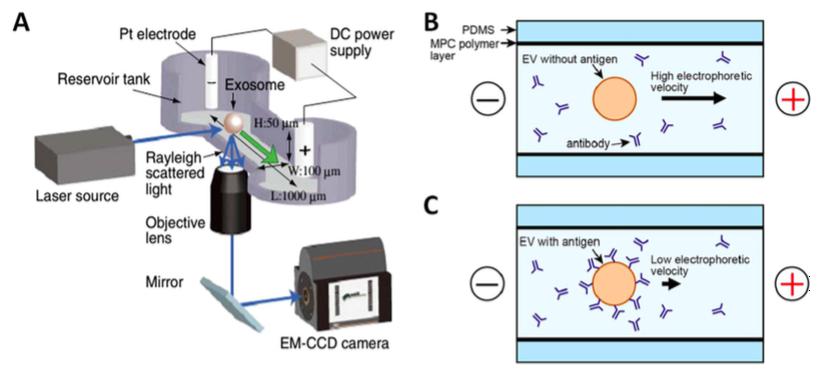 與激光暗視野顯微鏡集成的毛細管電泳（μCE系統）芯片的示意圖
