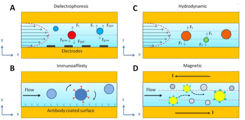 基于內部和外部的不同特征，使用微流體技術分離不同的EV群體