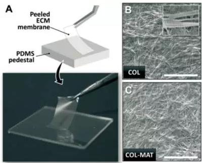 ECM薄膜的肉眼觀察和表面微觀結構圖片 ECM薄膜的肉眼觀察和表面微觀結構圖片