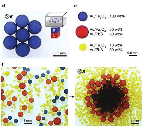 圖2. 液滴對外加磁場的響應。圖片來源：Nature