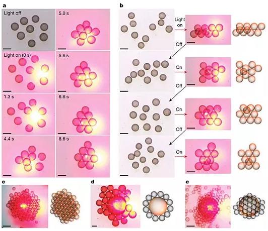 圖3. 光場誘導的液滴活性組裝。