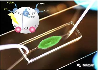 利用微流控芯片進(jìn)行人工光合作用 利用微流控芯片進(jìn)行人工光合作用