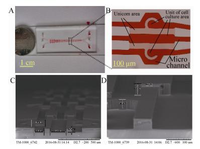 圖4 細(xì)胞芯片圖像 (A:實(shí)物圖;B:單元光學(xué)圖; C 和 D:SEM 圖像) 圖4 細(xì)胞芯片圖像 (A:實(shí)物圖;B:單元光學(xué)圖; C 和 D:SEM 圖像)
