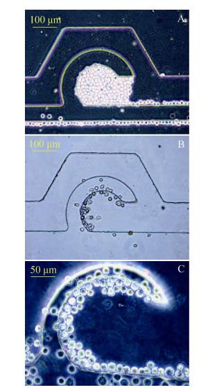 圖5 不同流速控制下細(xì)胞進(jìn)樣圖像 圖5 不同流速控制下細(xì)胞進(jìn)樣圖像