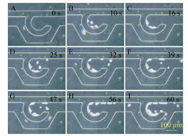圖6 細(xì)胞導(dǎo)入過程圖 圖6 細(xì)胞導(dǎo)入過程圖