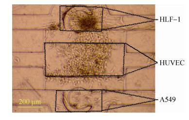 圖 7 三種細(xì)胞在芯片腔體內(nèi)共培養(yǎng) (24 h) 圖 7 三種細(xì)胞在芯片腔體內(nèi)共培養(yǎng) (24 h)