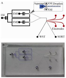 圖2微流控芯片設(shè)計示意圖(A)及實物圖(B)
