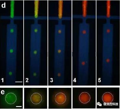 微流控系統中毛細管電泳（CE）分離技術