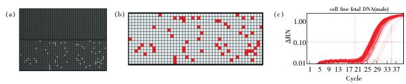 圖2 采用dPCR技術在微流控陣列中對采自孕婦血漿中的胎兒DNA 進行擴增  