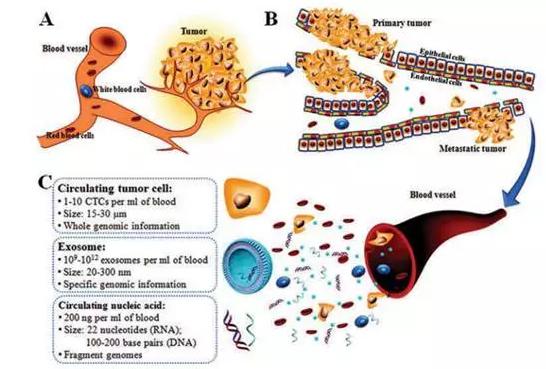 圖1:癌癥的形成(A)、轉移(B)及循環腫瘤標志物的特點(C) 圖1:癌癥的形成(A)、轉移(B)及循環腫瘤標志物的特點(C)