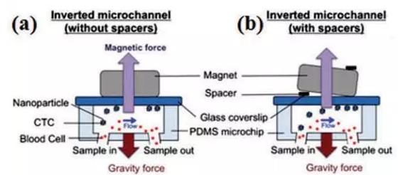 圖3:基于免疫磁珠分離CTCs的微流控系統 圖3:基于免疫磁珠分離CTCs的微流控系統